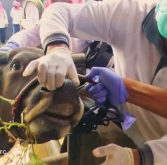 Dinas Peternakan Gowa Pastikan Kondisi Hewan Kurban Bebas PMK