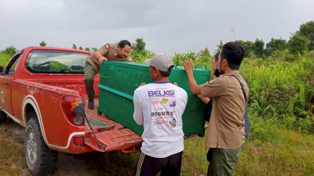 BKSDA Pos Sampit saat memindahkan satu unit perangkap beruang, Selasa (21/06/2022). (Istimewa)