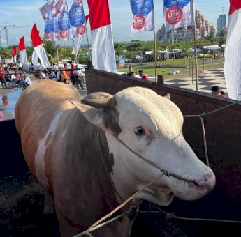 Dapat Sumbangan Sapi dari Warga Soppeng, Gubernur Sulsel Jadikan Hewan Qurban Untuk Fakir Miskin