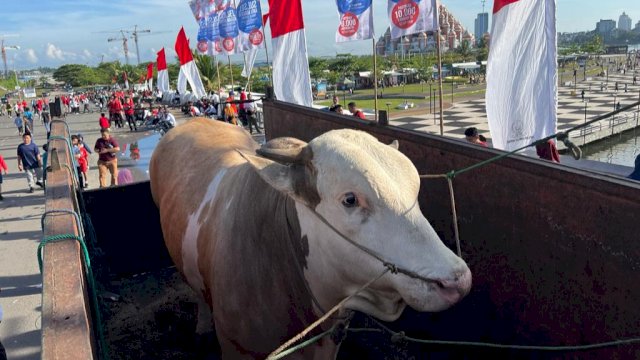 Sapi yang diserahkan warga Kabupaten Soppeng ke Gubernur Sulsel Andi Sudirman Sulaiman, Minggu (26/06/2022). (Istimewa)