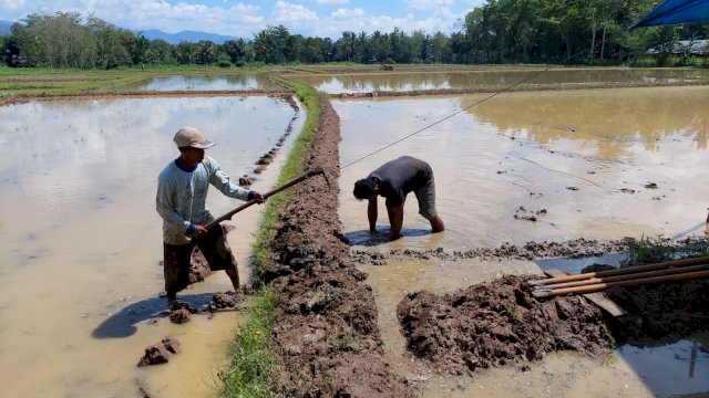 PLN UIP Sulawesi ambil bagian dalam mendorong peningkatan kualitas pertanian dengan terus memberikan bantuan kepada petani. (Dok. Humas PLN UIP Sulawesi)
