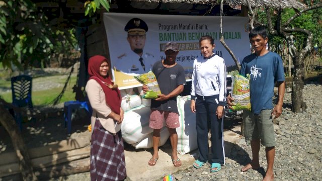Penyaluran bantuan beni padi melalui program 'Mandiri Benih' di Kabupaten Luwu. (Istimewa)