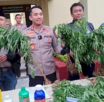 Polisi Temukan Kebun Ganja 10 Hektare di Cianjur Jawa Barat