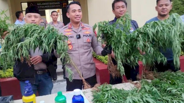 Kapolres Cianjur AKBP Doni Hermawan, menunjukkan barang bukti tanaman Ganja saat Konferensi Pers di Halaman Mapolres Cianjur, Selasa (28/06/2022). (Istimewa)