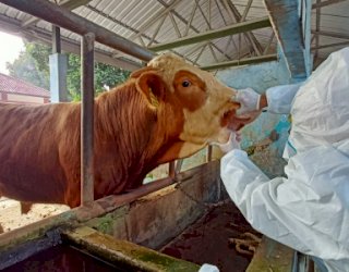 Cegah PMK, Vaksinasi Hewan Ternak Tembus 58 Ribu Dosis