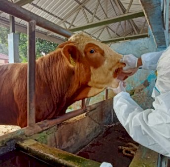 Cegah PMK, Vaksinasi Hewan Ternak Tembus 58 Ribu Dosis