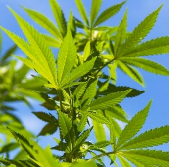 Wacana Ganja Digunakan Untuk Medis, Ini Penjelasan MUI