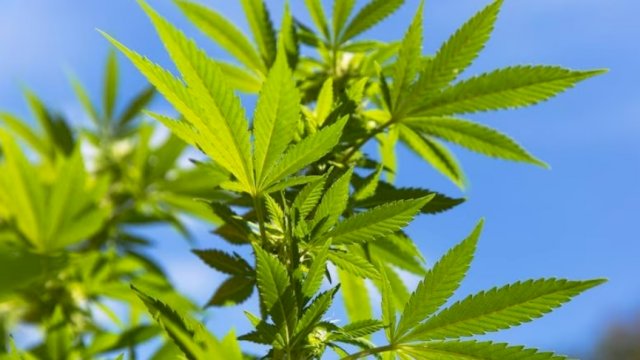 Daun Ganja. (Ilustrasi)