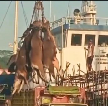 Viral Sapi Diangkat Pakai Crane di Pelabuhan Samarinda, KSOP Sebut Terjadi Akibat Dekat Lebaran Qurban