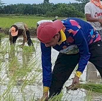 Manfaatkan Hari Libur, Ketua DPRD Makassar Tanam Padi Bareng Warga Lakkang