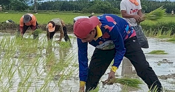 Manfaatkan Hari Libur, Ketua DPRD Makassar Tanam Padi Bareng Warga Lakkang