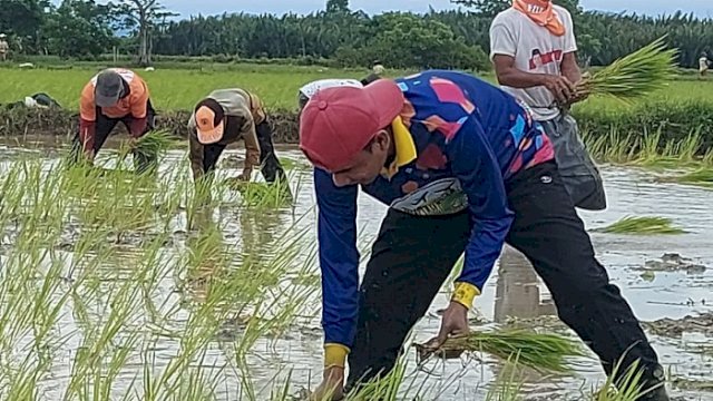 Ketua DPRD Kota Makassar, Rudianto Lallo saat menanam padi bersama warga Kelurahan Lakkang, Makassar, Minggu (9/1/2022). (Foto: Istimewa)