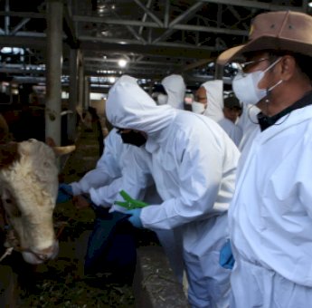 Kementan Pastikan Stok Hewan Kurban Aman Pada Idul Adha 2022