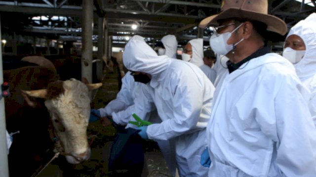 Menteri pertanian, Syahrul Yasin Limpo mengecek langsung kondisi hewan ternak aman dari PMK. (Dok. Kementerian Pertanian)