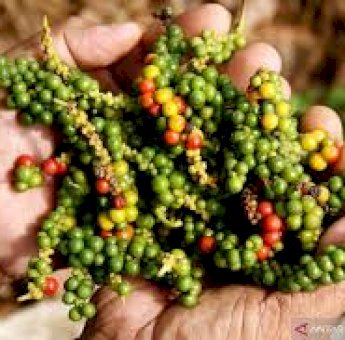 Sentuh Angka Rp 70 Ribu Perkilo, Harga Lada di Luwu Timur Mulai Stabil