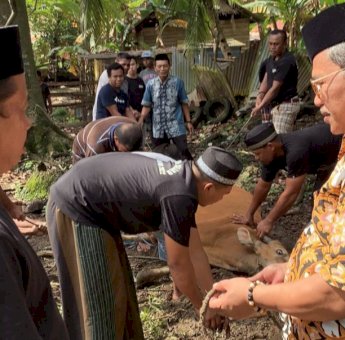 Burhanuddin Saputu Serahkan Hewan Qurban Tiga Ekor Sapi di Sultra