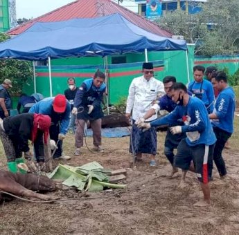 Idul adha 1443 Hijriah, Partai Nasdem Balikpapan Kurban 13 Ekor Sapi