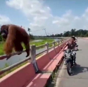 Habitatnya Terganggu, Orangutan Dewasa Nyasar ke Jembatan Panjang Kotawaringin Lama