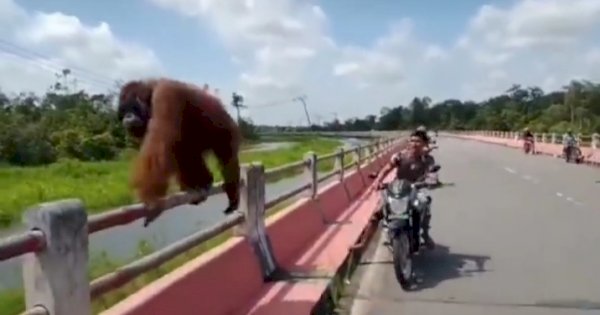 Habitatnya Terganggu, Orangutan Dewasa Nyasar ke Jembatan Panjang Kotawaringin Lama