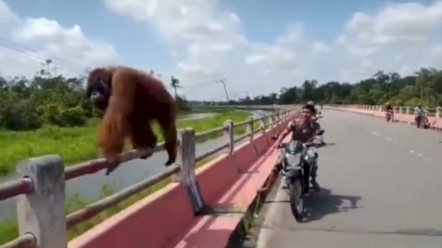 Tangkapan Layar Video Anggota Koramil 1014-03 Kotawaringin Lama, saat menggiring seekor individu orangutan yang keluar dari habitatnya di sekitar Jembatan Panjang, Kecamatan Kotawaringin Lama, Kalimantan Tengah, Jumat (01/07/2022). (Istimewa)