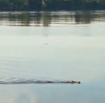 Buaya 1,5 Meter Muncul di Perairan Ganepo Kotim, BKSDA Pos Sampit: Warga Waspada