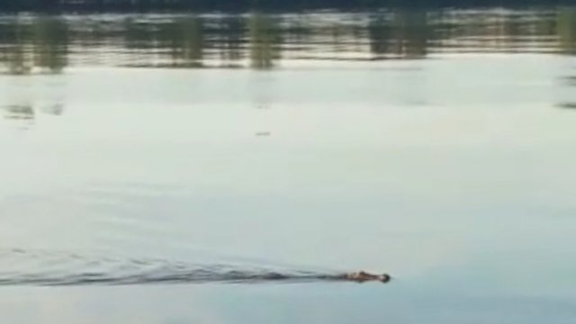 Tangkapan Layar video Buaya yang muncul di Perairan Desa Ganepo Kecamatan Seranau, Kabupaten Kotawaringin Timur, Selasa (05/07/2022). (Istimewa)