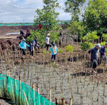 Rawat Ekosistem Lingkungan Laut, DKP Sulsel Tanam 38 Ribu Batang Mangrove di Bone