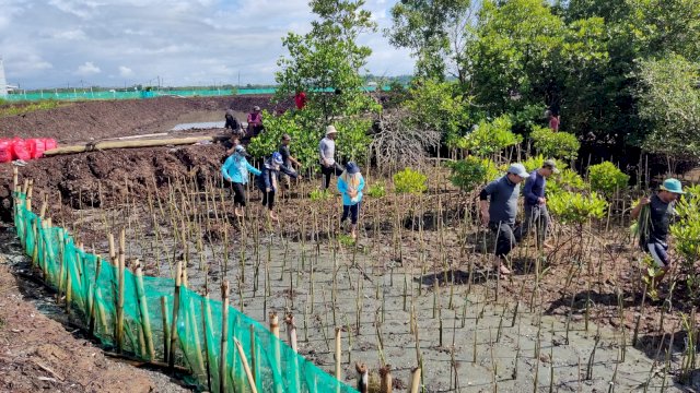 Proses penanaman Mangrove di Pesisir Kabupaten Bone. (Istimewa)