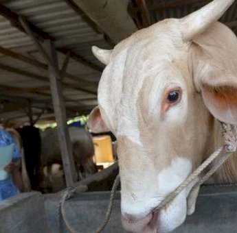 Jelang Idul Adha 1443 H, Pemda Jeneponto Pastikan Hewan Qurban Aman Dari PMK