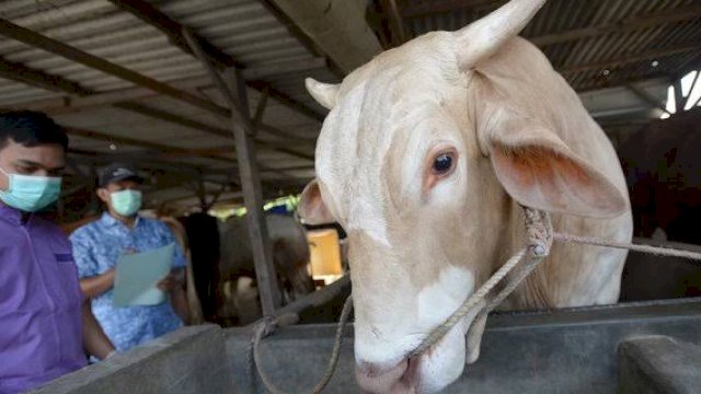Pemda Jeneponto saat inspeksi di lokasi kandang Hewan qurban di Pelabuhan Bungeng Jeneponto, Selasa (05/07/2022). (Ist)