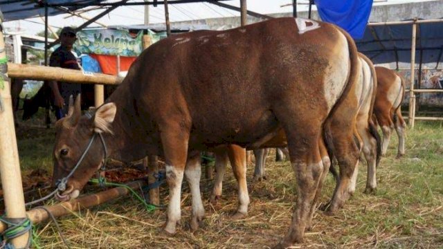 Sapi kurban Pemerintah Provinsi Sulsel. (Istimewa)