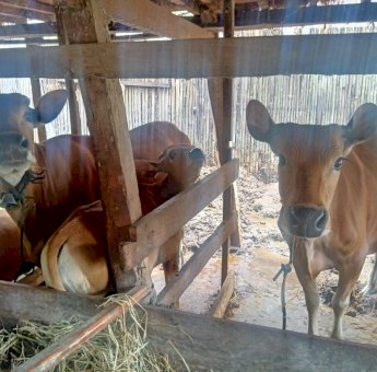 Ini Data Hewan Qurban Disoppeng, Terbanyak Di Kecamatan Liliriaja.