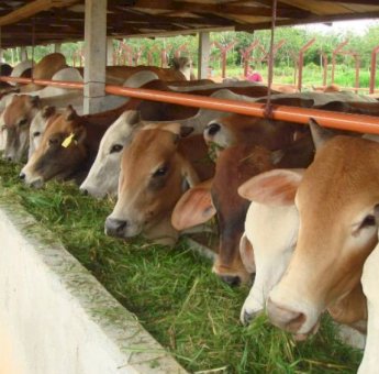 Ini Ketentuan Pelaksanaan Kurban Dari Pemerintah