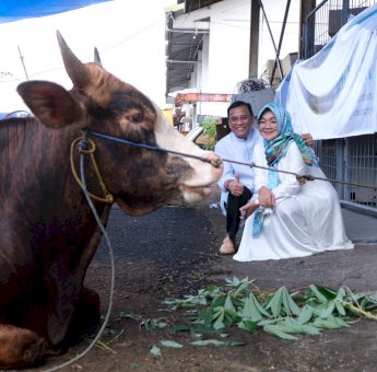 Idul Adha 1443 Hijriah, PLN UIW Sulselrabar Sembelih 85 Ekor Hewan Kurban