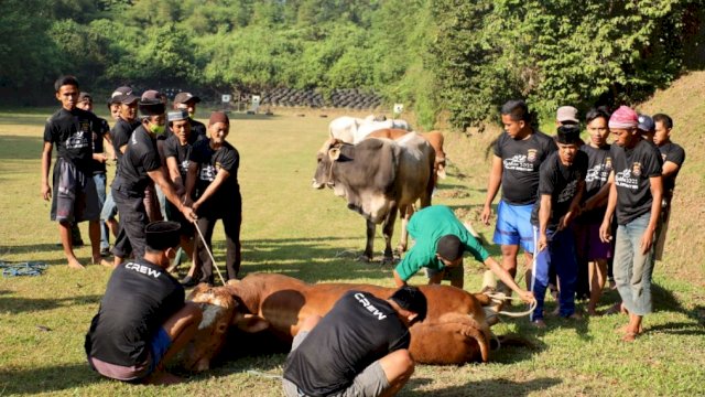 Pemotongan hewan kurban Polda Banten akan didistribusikan ke masyarakat sekitar, Pondok Pesantren, Panti Asuhan dan orang-orang yang membutuhkan dan berhak. (Istimewa)