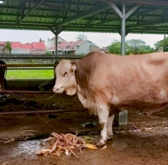 1.462 Sapi, 190 Kambing dan 1 Ekor Kerbau di Luwu Timur di Qurbankan Tahun Ini