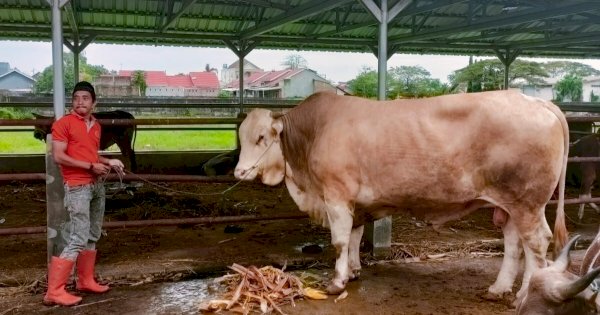 1.462 Sapi, 190 Kambing dan 1 Ekor Kerbau di Luwu Timur di Qurbankan Tahun Ini