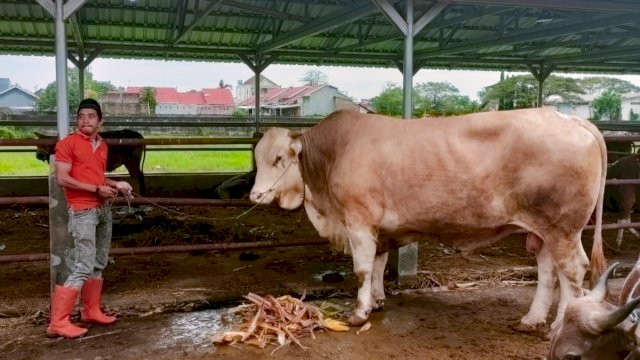 Sapi milik Gubernur Sulsel Andi Sudirman Sulaiman, yang diterima dari warga Kabupaten Soppeng. (Istimewa)