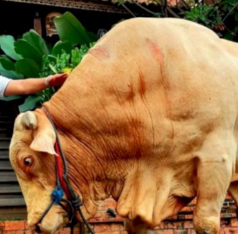 Irfan Hakim Beli Sapi Kurban Terberat di Indonesia