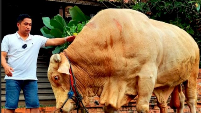 Momen Irfan Hakim dengan sapi terberat "Wisanggeni". (Foto: Instagram Irfan Hakim)