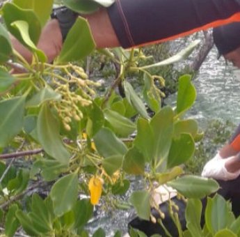 Masyarakat Bontu-Bontu Kabupaten Muna Digegerkan Penemuan Mayat Terapung di Hutan Bakau