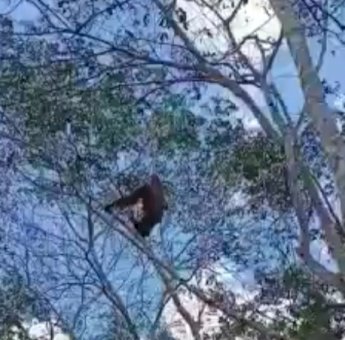 Penampakan Orangutan Kembali Bikin Resah, BKSDA Minta Warga Tak Menangkapnya