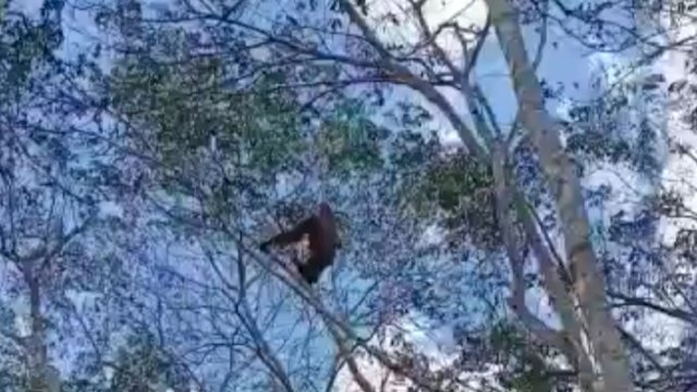 Penampakan Orang Utan di sekitar kebun milik warga dan wilayah pemukiman di Kecamatan Pulau Hanaut, Kabupaten Kotawaringin Timur, Kalimantan Tengah. (Istimewa)