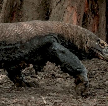 Menparekraf Jelaskan Kenaikan Tarif Masuk Kawasan Taman Nasional Komodo untuk Ini