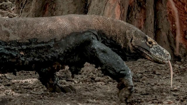 FOTO. Komodo (Ist)