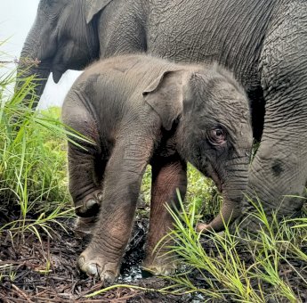 Imut, Bayi Gajah Betina Sumtatera yang Lahir di Pusat Latihan Gajah Padang Sugihan