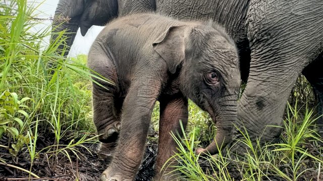 Bayi Gajah Betina lahir di Pusat Latihan Gajah Padang Sugihan, Rabu (13/7/2022). (Istimewa)