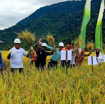 Petani Binaan PT Vale di Morowali Panen Raya SRI Organik