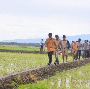 1,2 juta Kg Benih Padi Andalan Gratis Dibagikan Pemprov Sulsel untuk 35.476 Petani