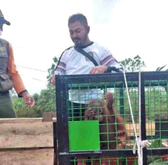 Terpisah dengan Induknya, Anak Orangutan Diserahkan ke BKSDA Pos Sampit